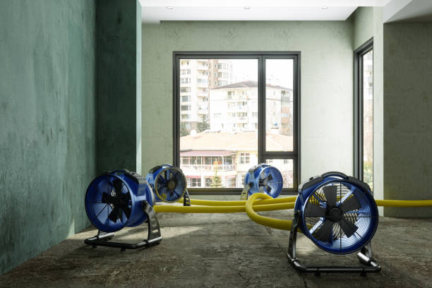 Best Professional water damage repair  in Webster Groves, MO