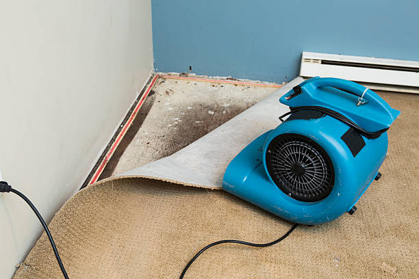 Best Mold removal after water damage  in Webster Groves, MO